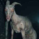 Chupacabra, legendary Mexican creature, sighted