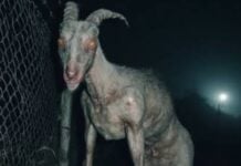 Chupacabra, legendary Mexican creature, sighted