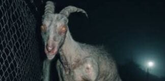 Chupacabra, legendary Mexican creature, sighted