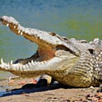 A crocodile relaxes in the sun on Playa Bocanegra in Puerto Vallarta, Jalisco, Mexico
