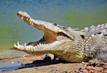 A crocodile relaxes in the sun on Playa Bocanegra in Puerto Vallarta, Jalisco, Mexico