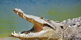 A crocodile relaxes in the sun on Playa Bocanegra in Puerto Vallarta, Jalisco, Mexico