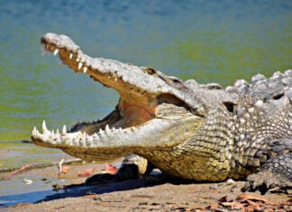 A crocodile relaxes in the sun on Playa Bocanegra in Puerto Vallarta, Jalisco, Mexico