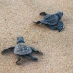 Sea turtle hatchlings on the beach in Zihuatanejo
