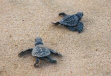 Sea turtle hatchlings on the beach in Zihuatanejo