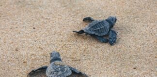 Sea turtle hatchlings on the beach in Zihuatanejo