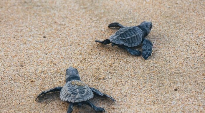 Sea turtle hatchlings on the beach in Zihuatanejo