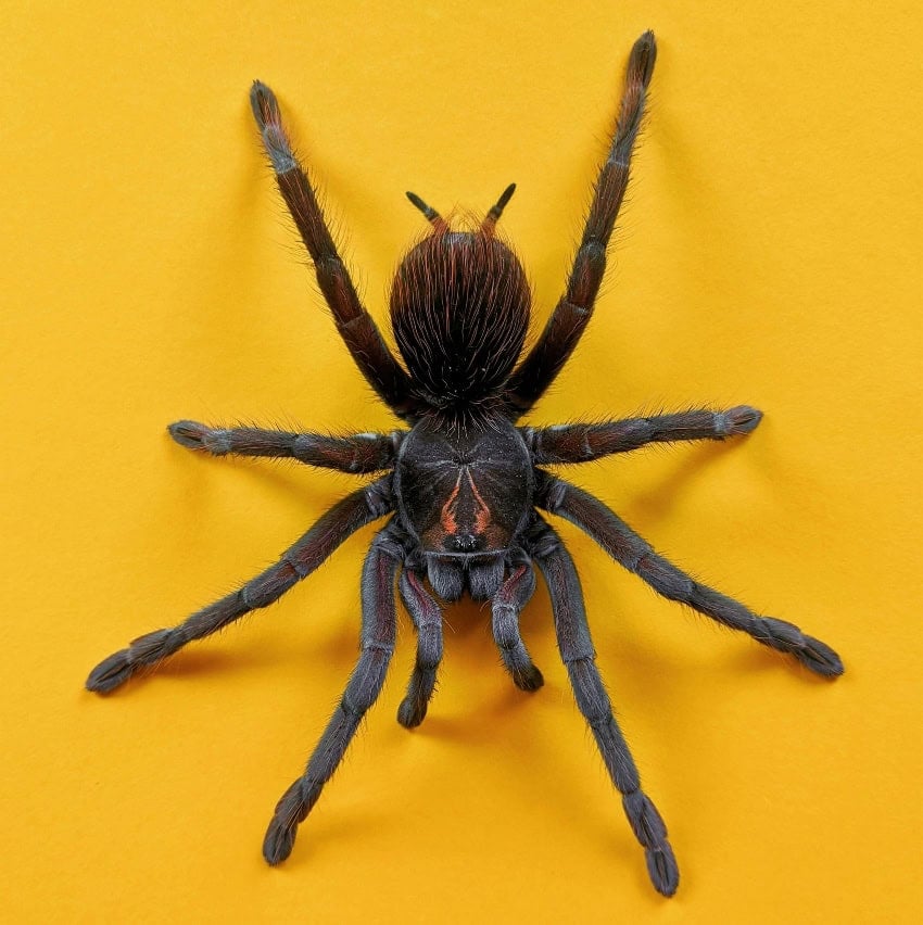 Tarantula on yellow background