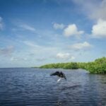 Gulf of Mexico shoreline