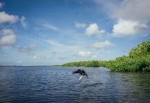 Gulf of Mexico shoreline
