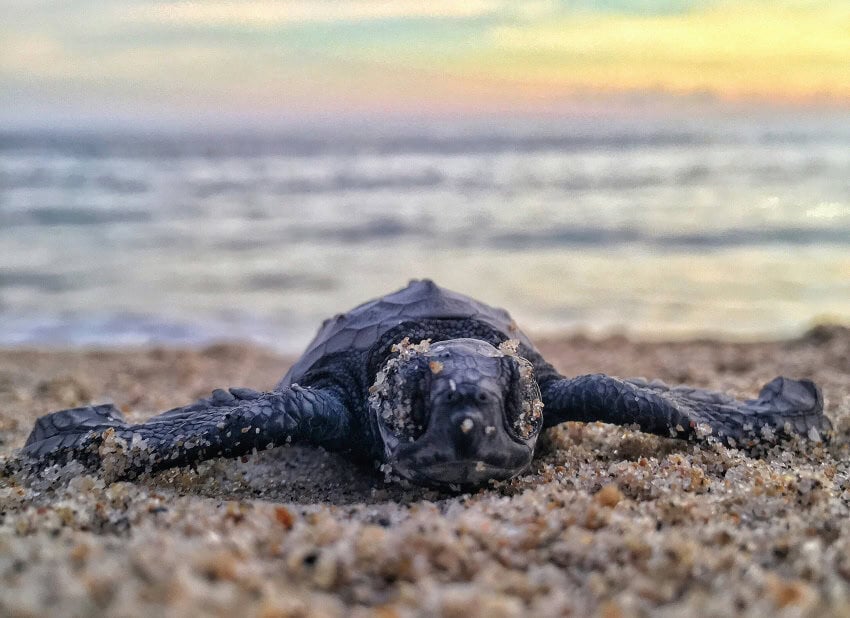 Sea turtle on the beach in Puerto Escondido, Oaxaca