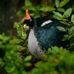 A horned guan pictured hiding in some bushes.