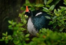 A horned guan pictured hiding in some bushes.