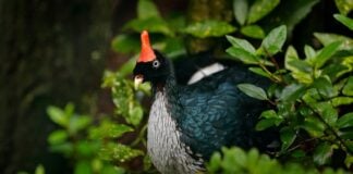 A horned guan pictured hiding in some bushes.