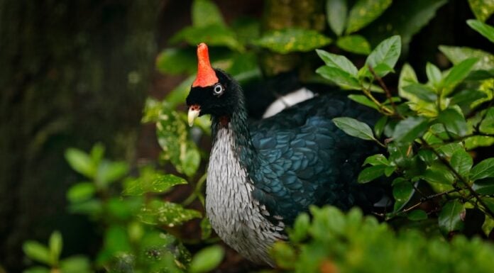 A horned guan pictured hiding in some bushes.