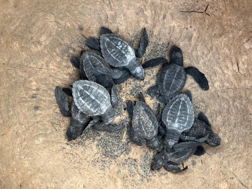 Sea turtle hatchlings on the beach in La Ventanilla, Oaxaca