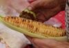 A man rubs his corn on the cob with lime and seasoning.