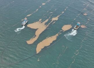 Mexico's navy has deployed 11 coastal sargassum collection vessels, each with a collection capacity of 20 tonnes; one offshore sargassum collection vessel; two amphibious sargassum collection vessels; 18 smaller boats; and 13,230 meters of containment barriers in Isla Mujeres, Benito Juárez, Puerto Morelos, Playa del Carmen, Cozumel, Tulum and Othón P. Blanco.