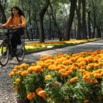 A woman rides a bicycle past marigolds on Mexico City's Paseo de la Reforma