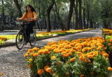 A woman rides a bicycle past marigolds on Mexico City's Paseo de la Reforma