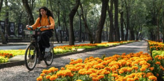 A woman rides a bicycle past marigolds on Mexico City's Paseo de la Reforma