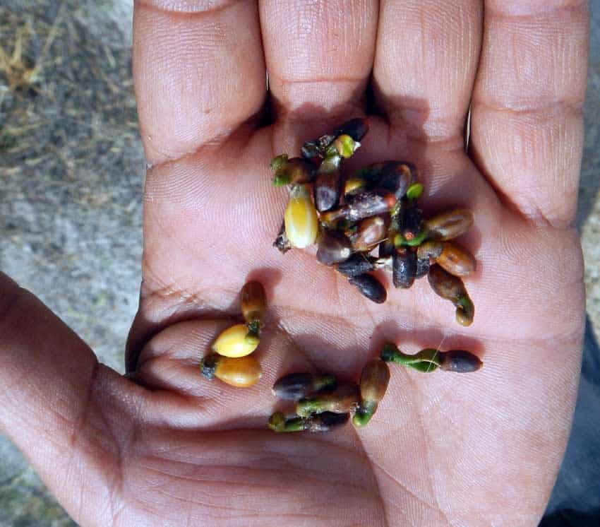 Sticky muérdago seeds, or Mexican mistletoe, in the palm of a man's hand