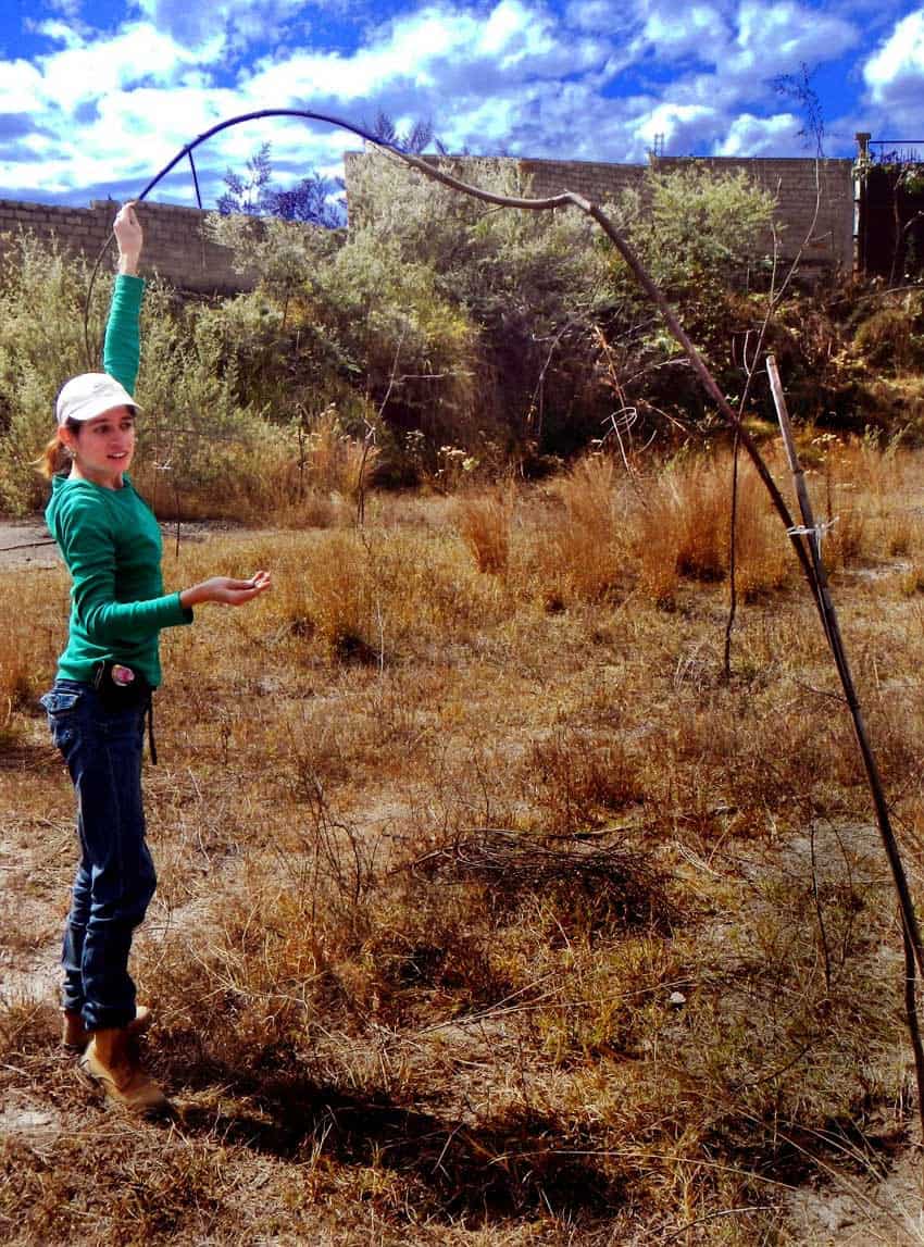 A young woman removes mistletoe seeds from saplings at Bosque Pedagógico Park in Guadalajara