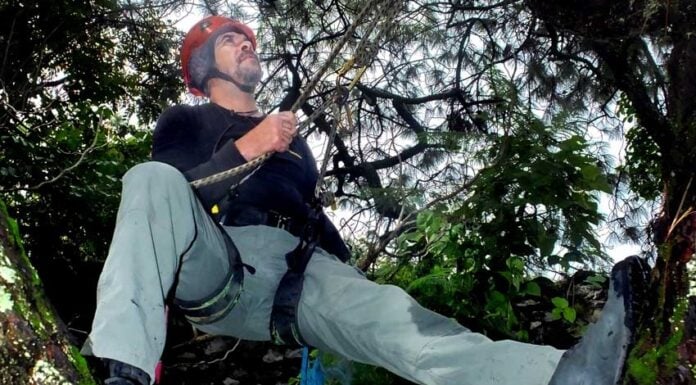 Arborist Juan Carlos Velázques Hueso climbing to saw off branches affected by el muérdago