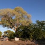 grandmother tree in Lochiel, Arizona