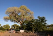 grandmother tree in Lochiel, Arizona