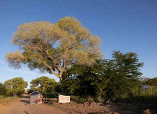 grandmother tree in Lochiel, Arizona