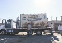 rhinos welcome in GDL