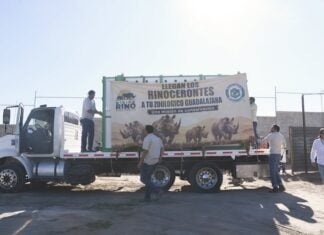 rhinos welcome in GDL