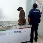 “Cinta,” a detection dog in Oaxaca, standing by his cash haul