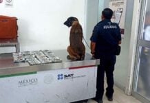 “Cinta,” a detection dog in Oaxaca, standing by his cash haul