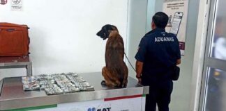 “Cinta,” a detection dog in Oaxaca, standing by his cash haul