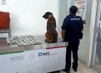 “Cinta,” a detection dog in Oaxaca, standing by his cash haul