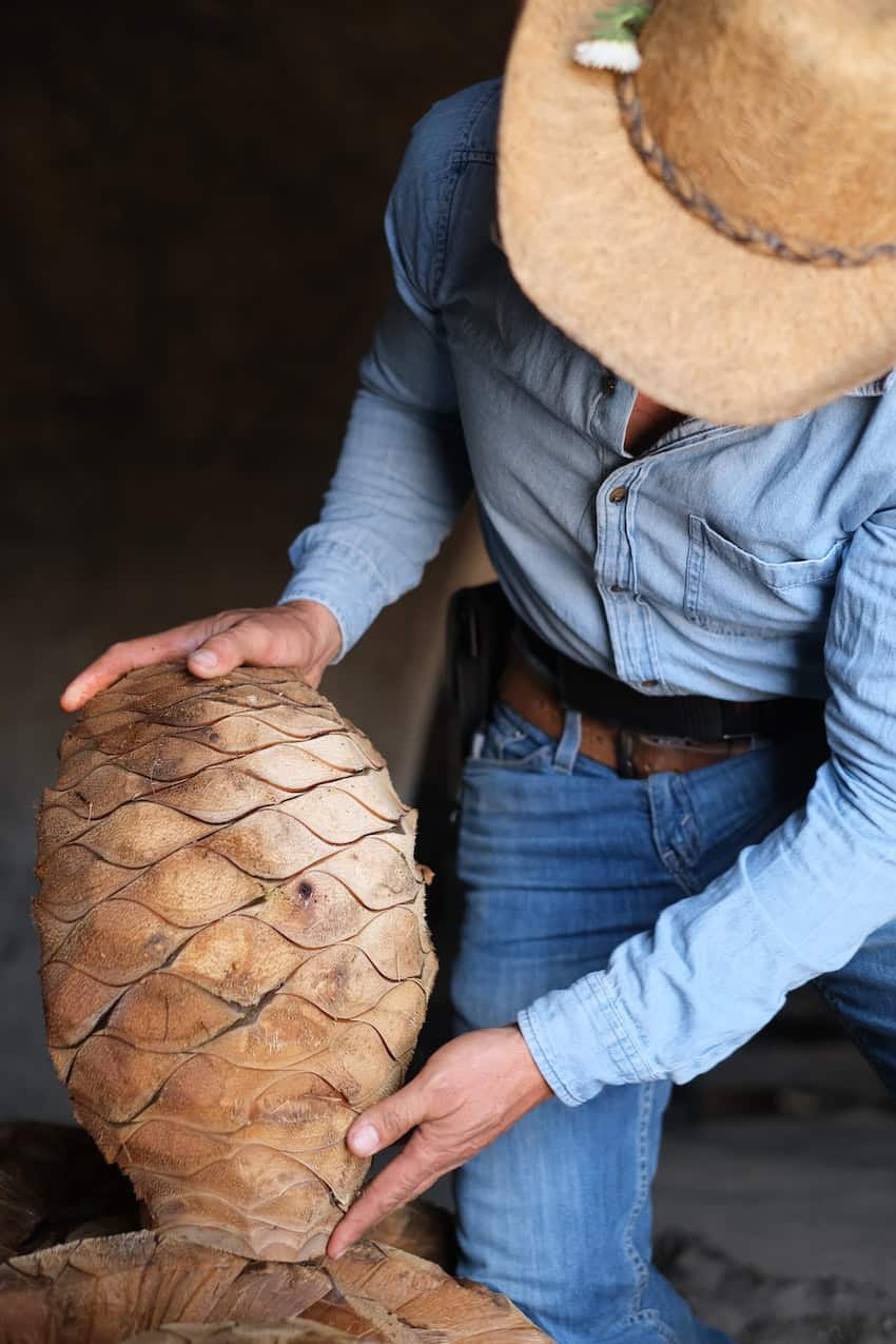 Man in cowboy outfit wearing double denim holding an agave plant