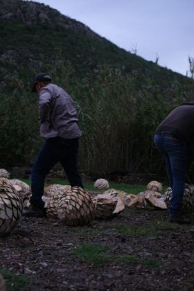 A man walking in agave hearts