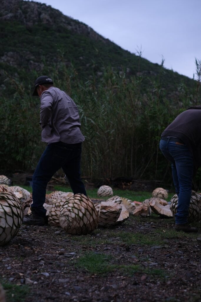 Mezcal production, mother earth and the enduring spirit of the Zapotecs