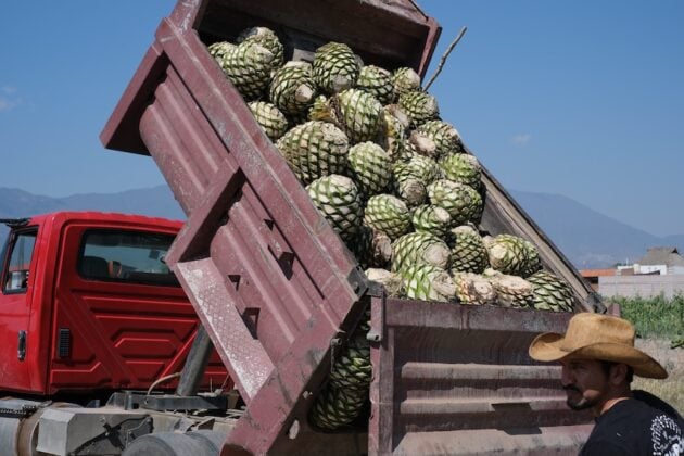 Agave plants in the back of a pick up truck arrive at Casa Cabrón.