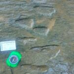 Dinosaur footprints in Michoacán