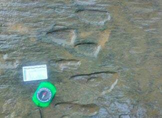 Dinosaur footprints in Michoacán