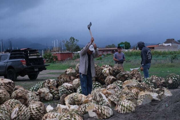 Agave plants being chopped up with axes and machetes by three men.