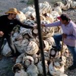 Two men toast a drink of mezcal after their work. A pile of agave plants is between them.