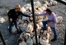 Two men toast a drink of mezcal after their work. A pile of agave plants is between them.