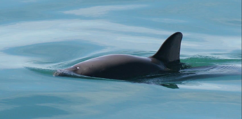 The fin of a vaquita porpoise emerges from the water