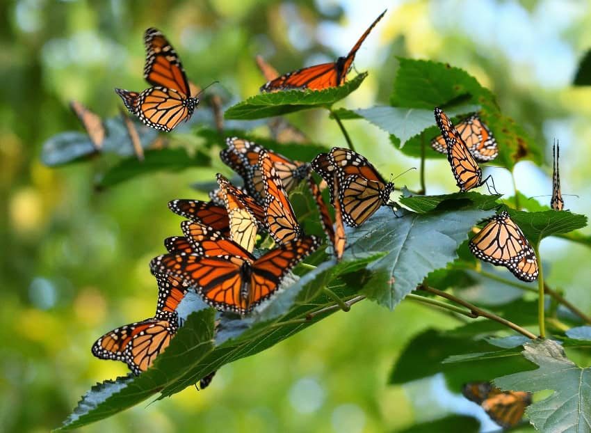 Monarch butterflies on tree leaves