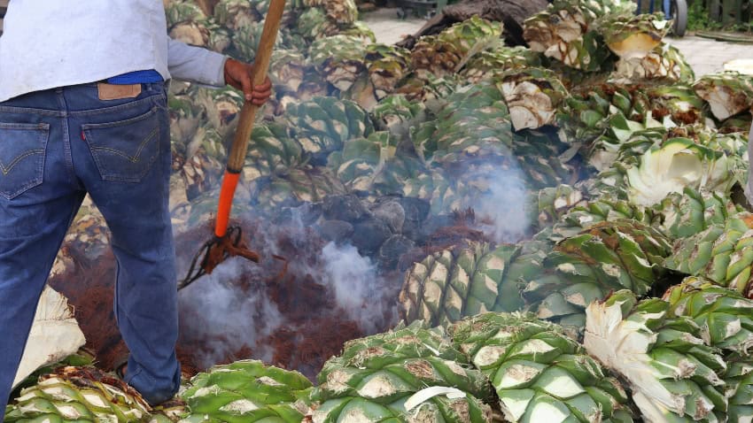 Roasting of agave piñas 