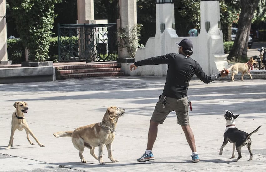A man plays fetch with several dogs in Mexico City.